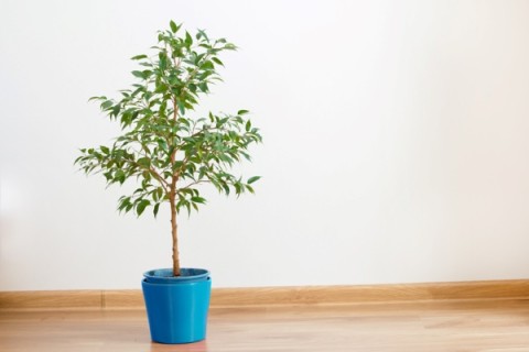 a ficus in a blue pot