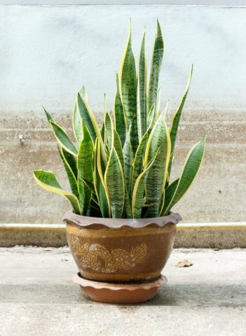 a snake plant