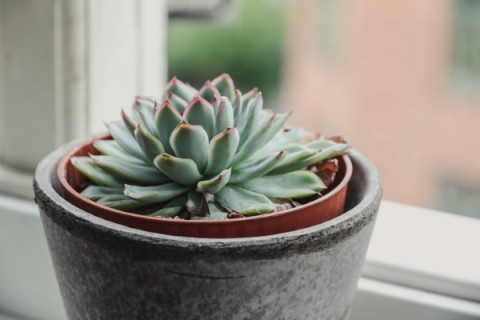 an indoor succulent near a window